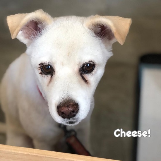 Cheese Cheese