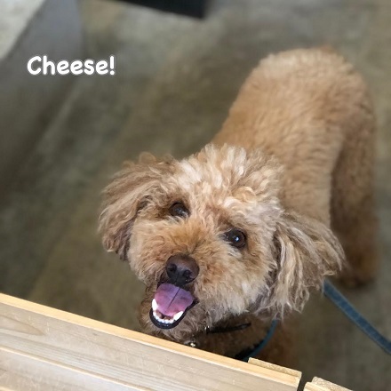 Cheese Cheese