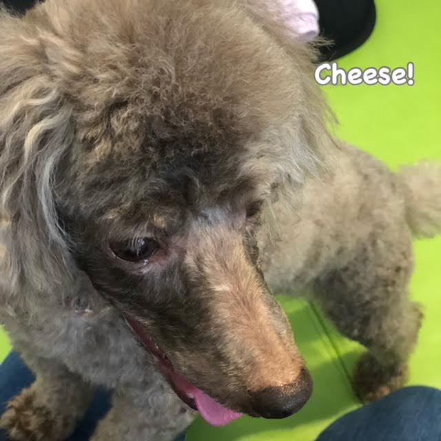 Cheese Cheese