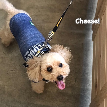 Cheese Cheese