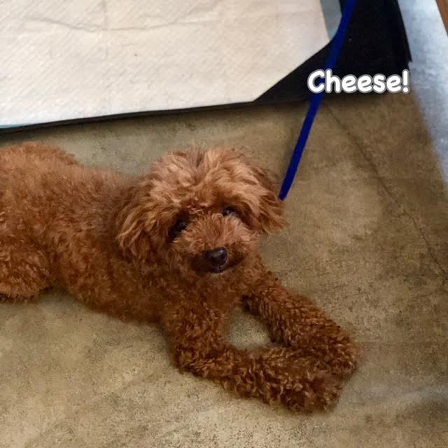 Cheese Cheese