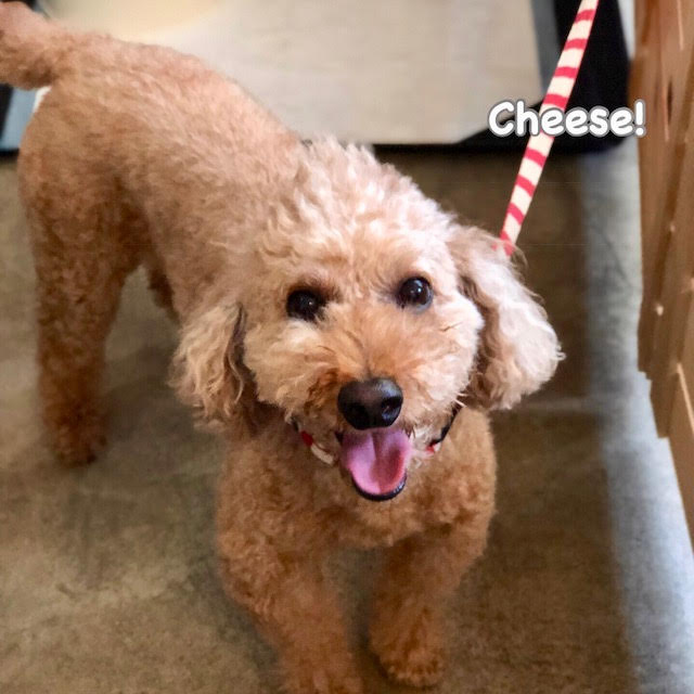 Cheese Cheese