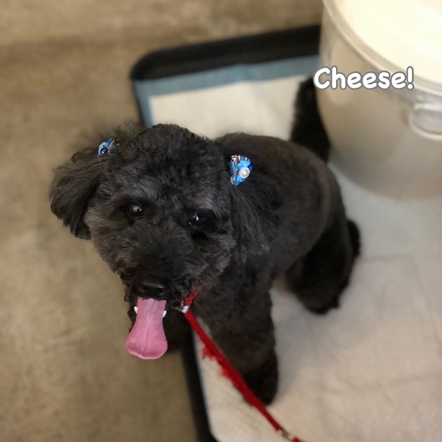 Cheese Cheese