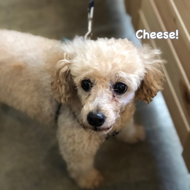 Cheese Cheese