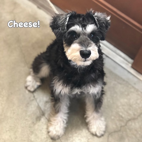 Cheese Cheese