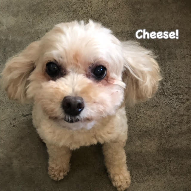 Cheese Cheese