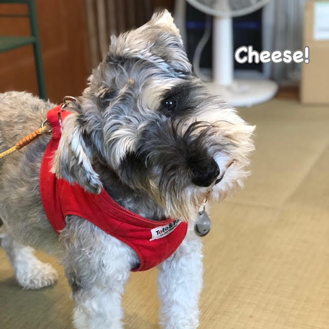 Cheese Cheese