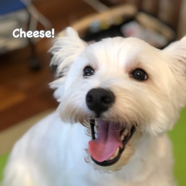 Cheese