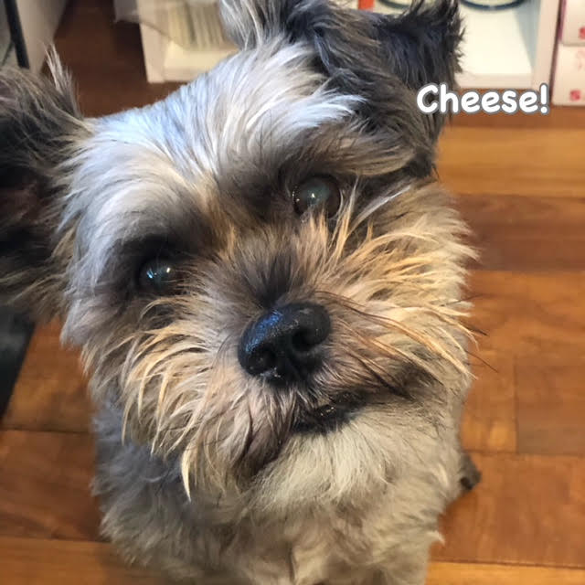Cheese Cheese