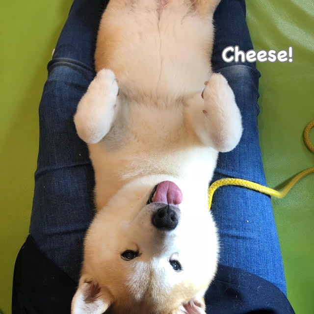 Cheese