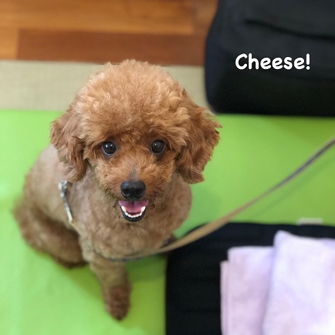 Cheese Cheese