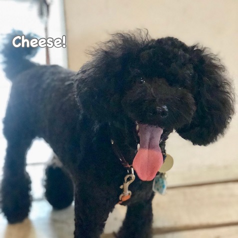 Cheese Cheese
