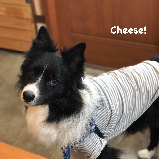 Cheese Cheese
