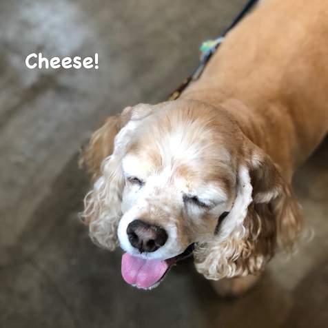 Cheese