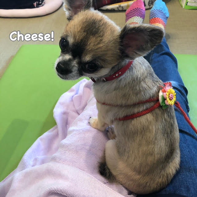 Cheese Cheese
