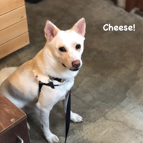 Cheese Cheese