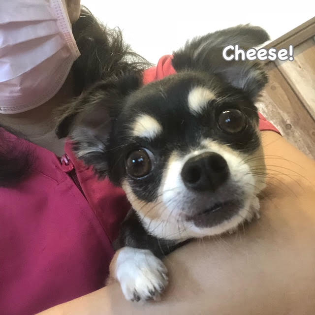 Cheese Cheese