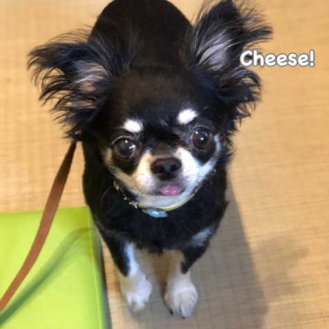 Cheese Cheese