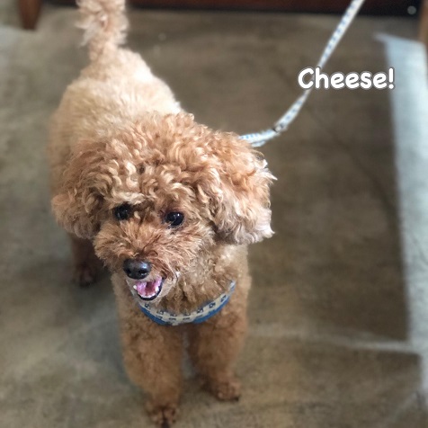 Cheese Cheese