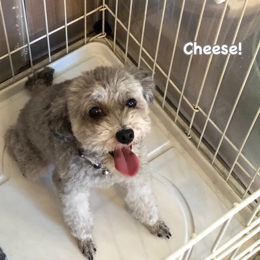 Cheese Cheese