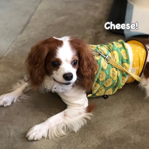 Cheese Cheese