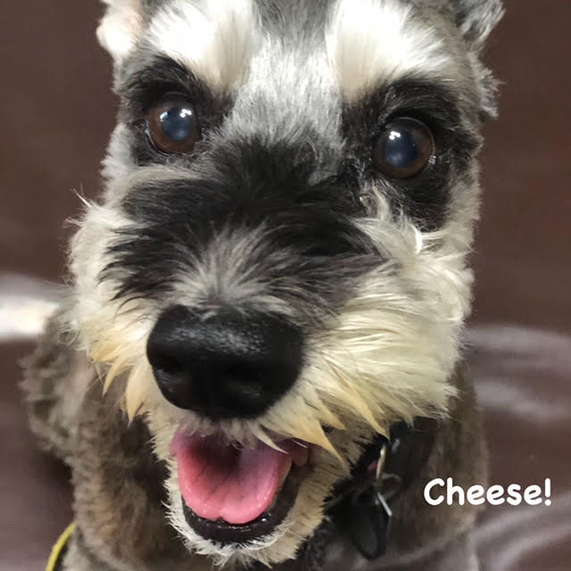 Cheese Cheese