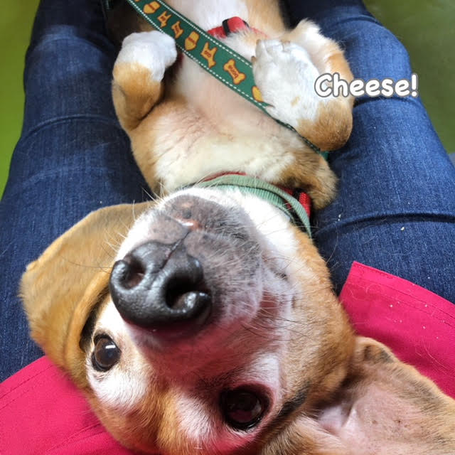 Cheese Cheese