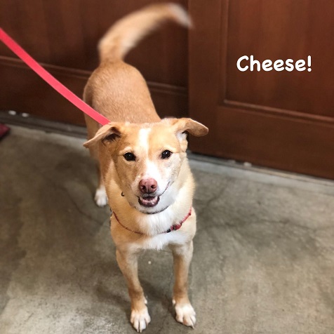 Cheese Cheese