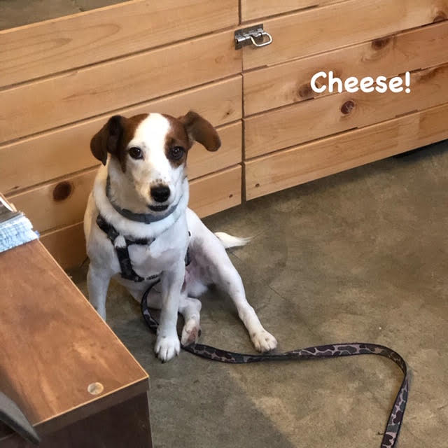 Cheese Cheese