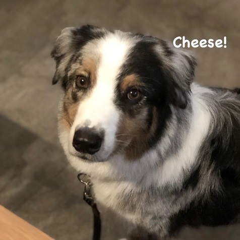 Cheese Cheese