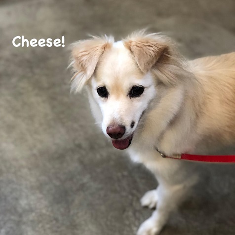 Cheese Cheese