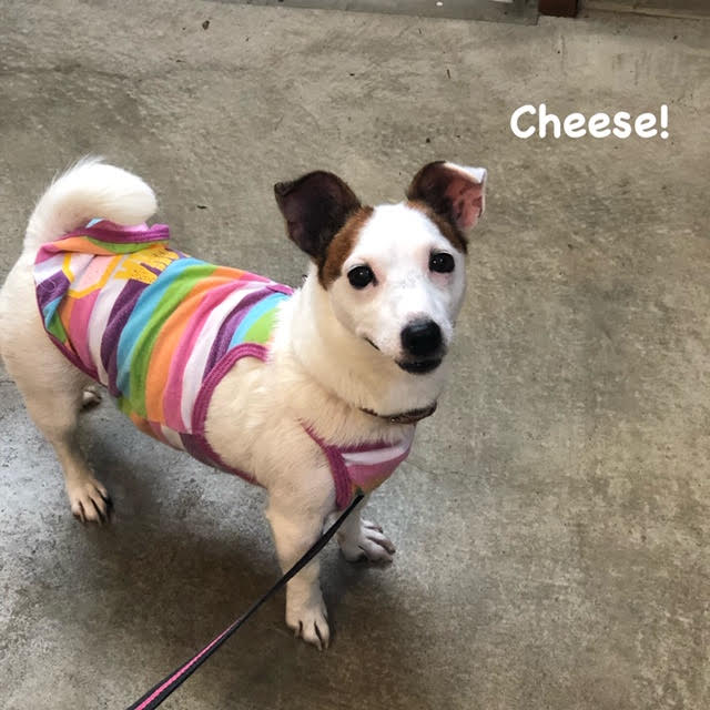 Cheese Cheese