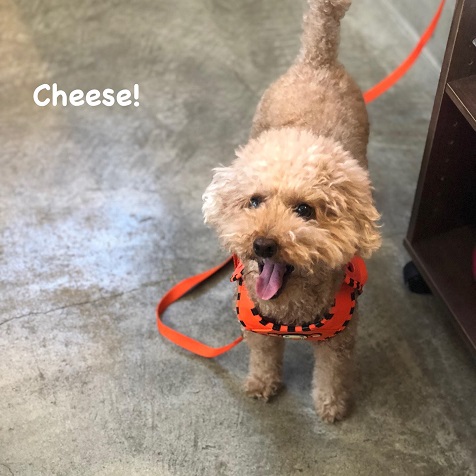 Cheese Cheese