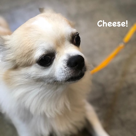 Cheese Cheese