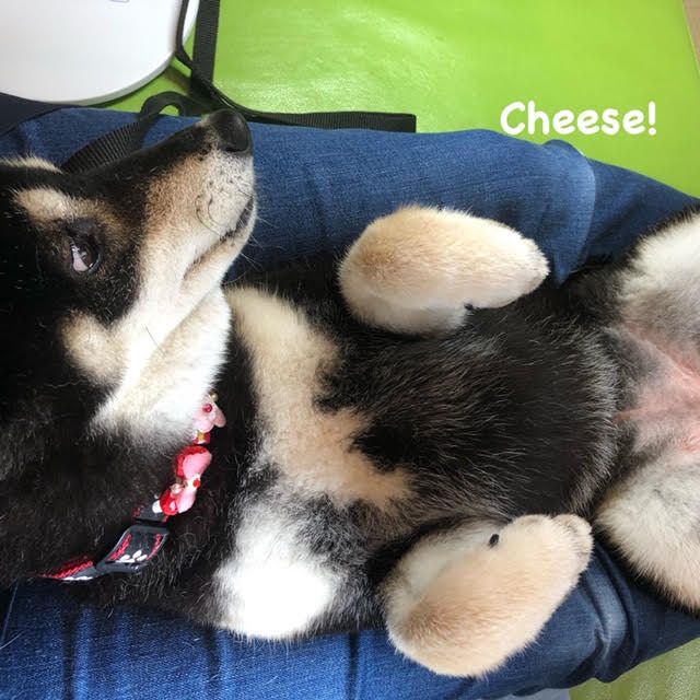 Cheese Cheese
