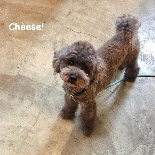 Cheese Cheese