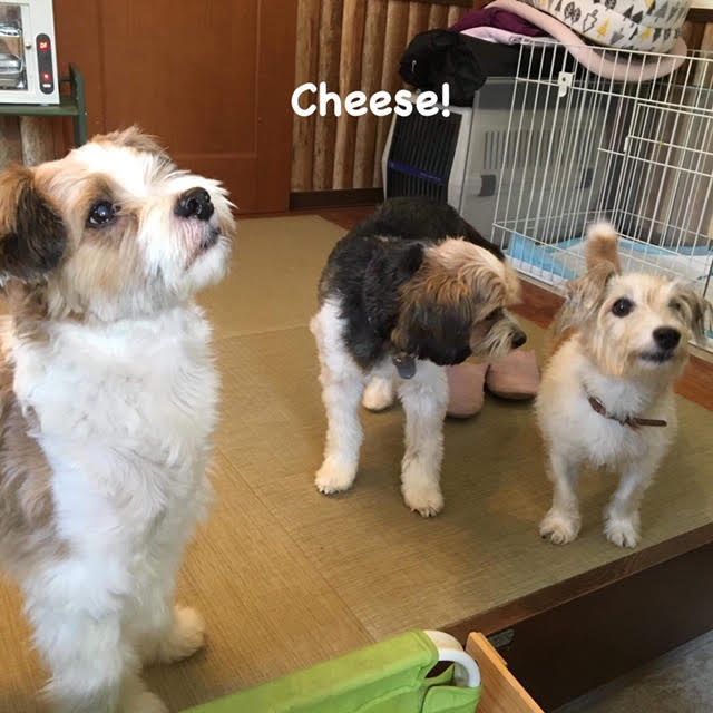 Cheese Cheese