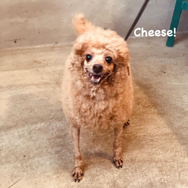 Cheese Cheese