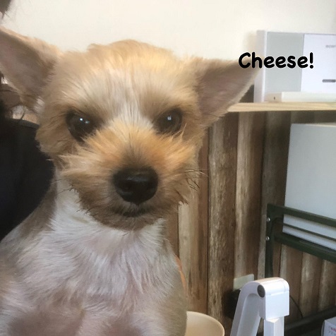 Cheese Cheese