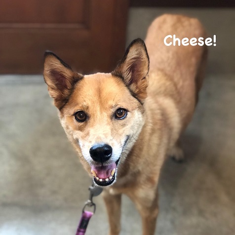 Cheese Cheese