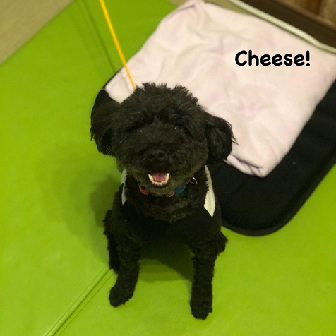 Cheese Cheese