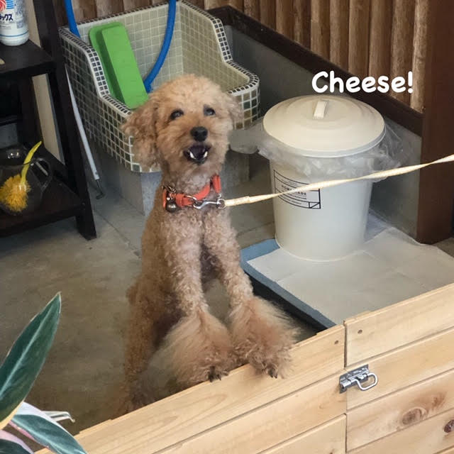 Cheese Cheese