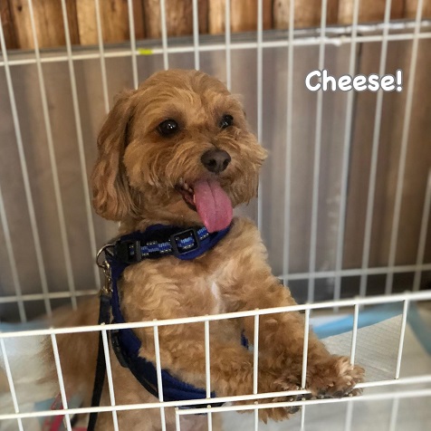 Cheese Cheese
