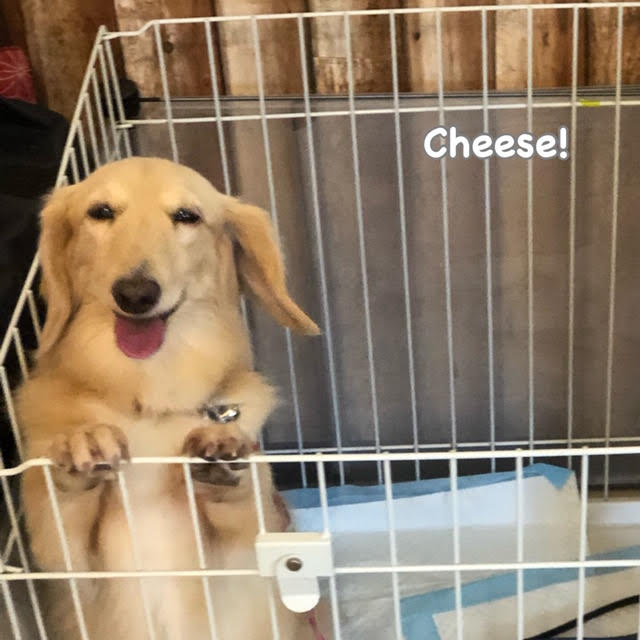 Cheese