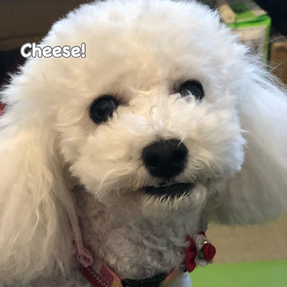 Cheese Cheese