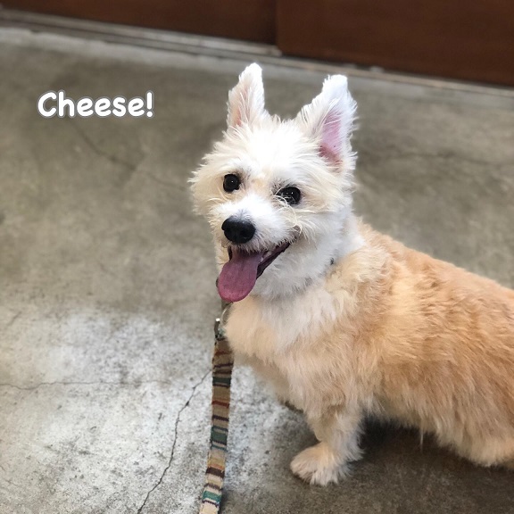 Cheese Cheese