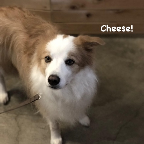 Cheese Cheese