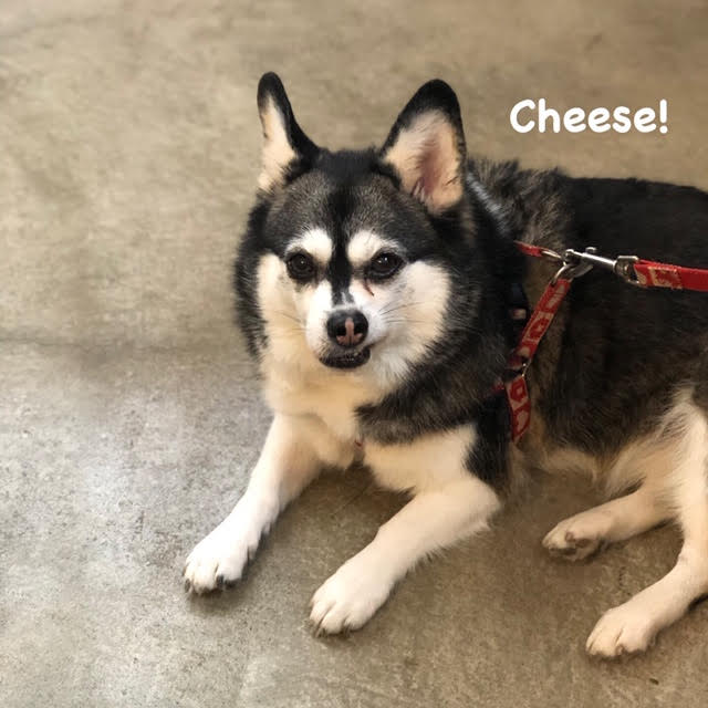 Cheese Cheese