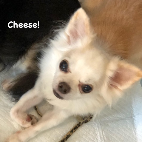 Cheese Cheese