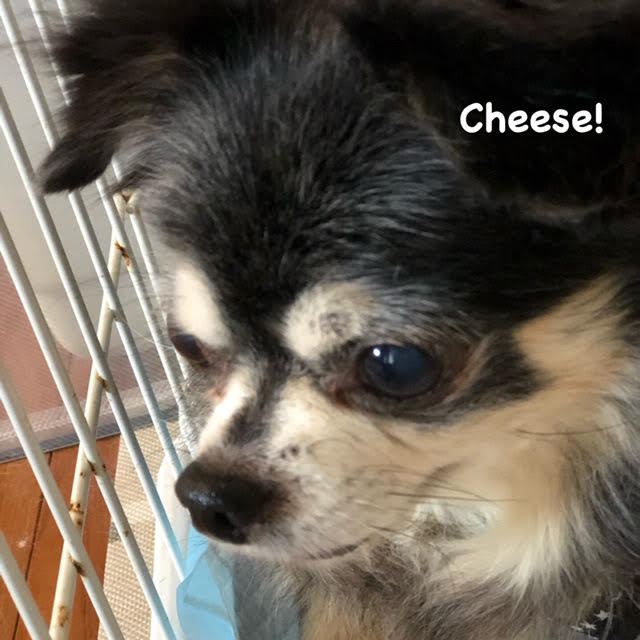 Cheese Cheese